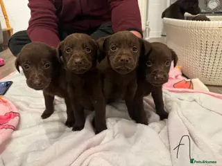 Labrador Retriever dogs 8 BOYS LEFT READY 9TH MARCH!!! - Advert 5