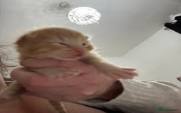 Maine Coon cats for sale: Maine coon mix kittens  - Image 7