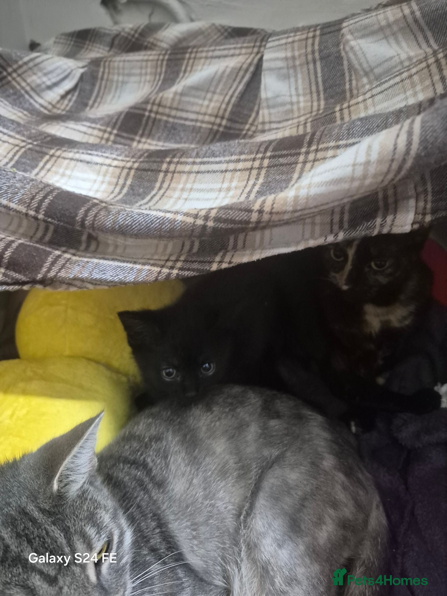 Mixed Breed cats Tabby Boy - Advert 1