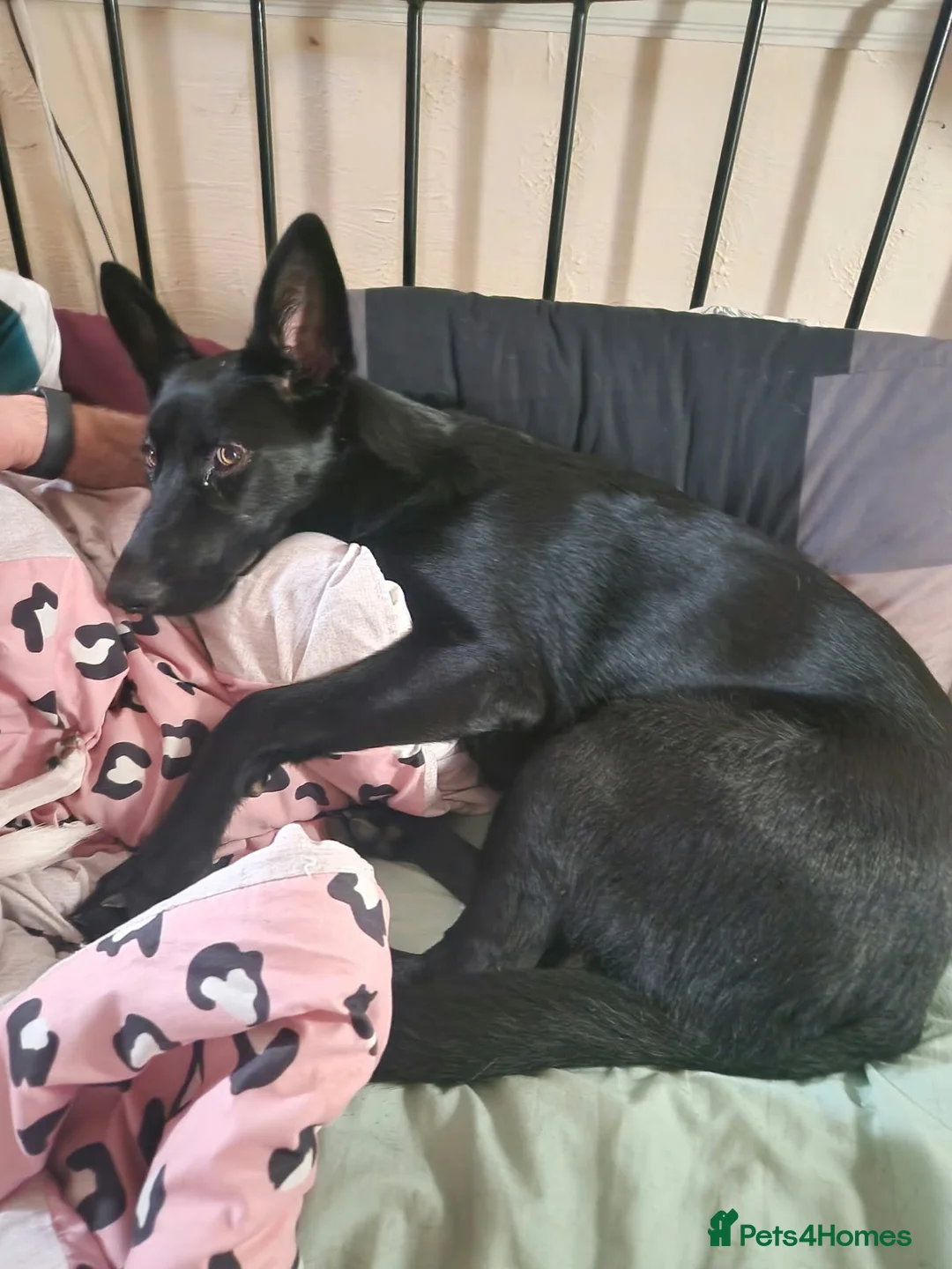 Belgian Shepherd Dog dogs for sale: Malinois Girl - Advert 2