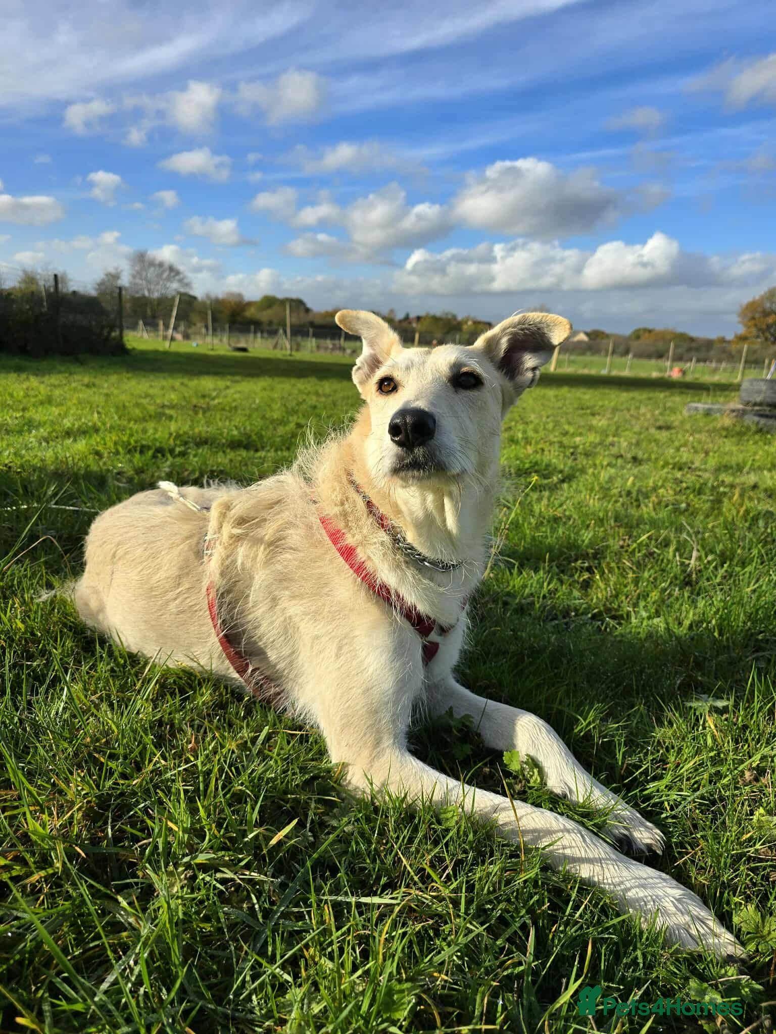 Mixed Breed dogs Peggy is in need of a forever home! - Advert 17