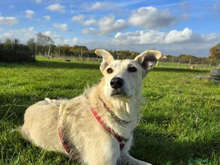 Mixed Breed dogs Peggy is in need of a forever home! - Advert 23