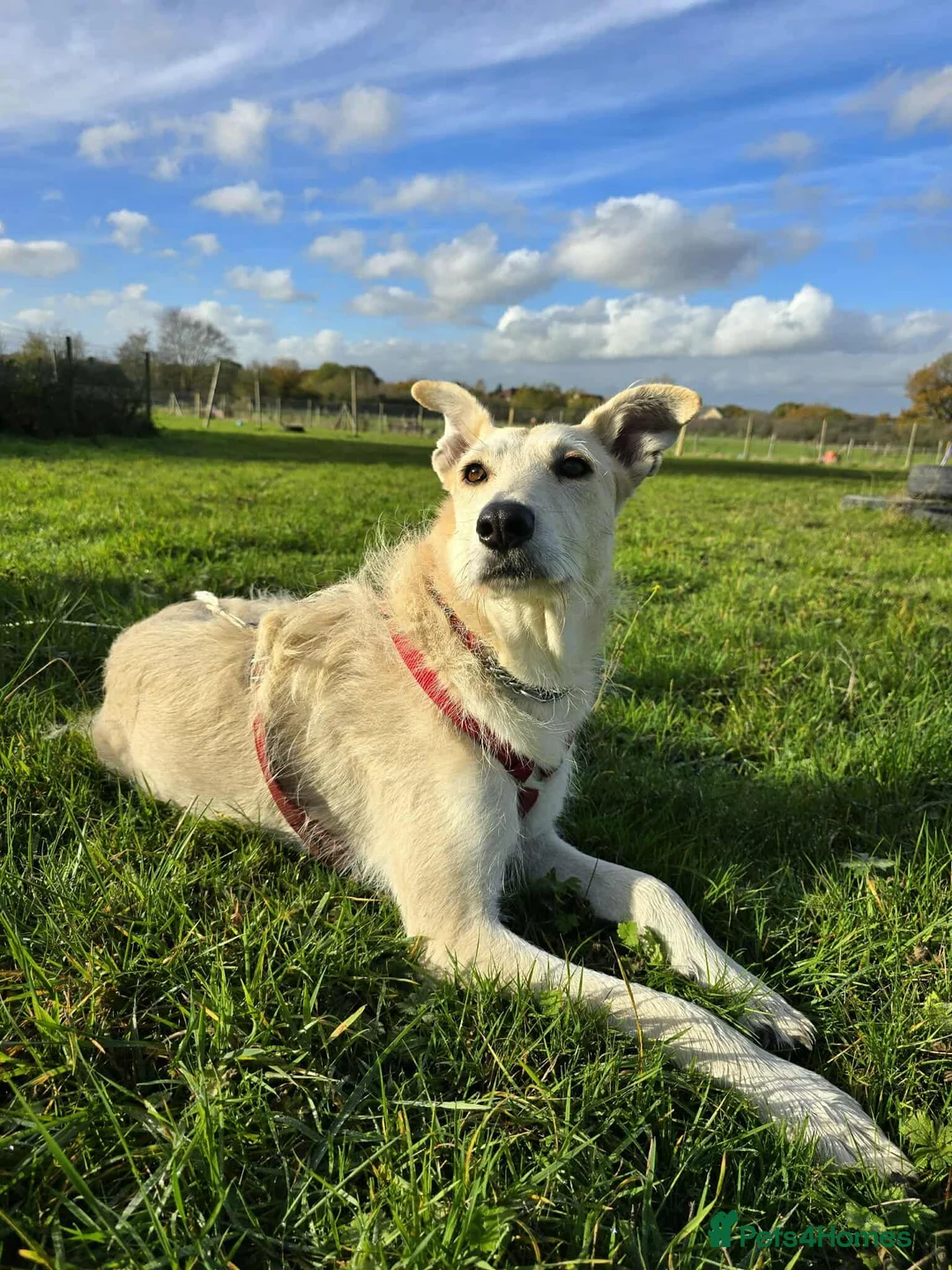 Mixed Breed dogs for adoption: Peggy is in need of a forever home! - Advert 1