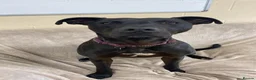 Mixed Breed dogs for adoption: Captain - Advert 8