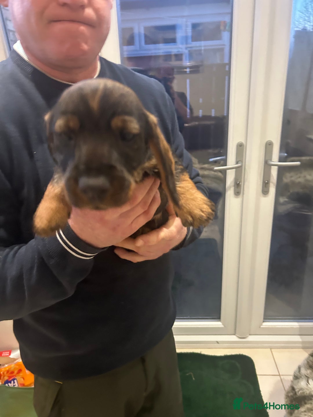 Dachshund dogs for sale: Litter of 3 wired haired daushaund tackles  - Advert 8