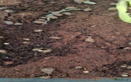 Snails invertebrates for sale: Giant african land snail babies - Image 2