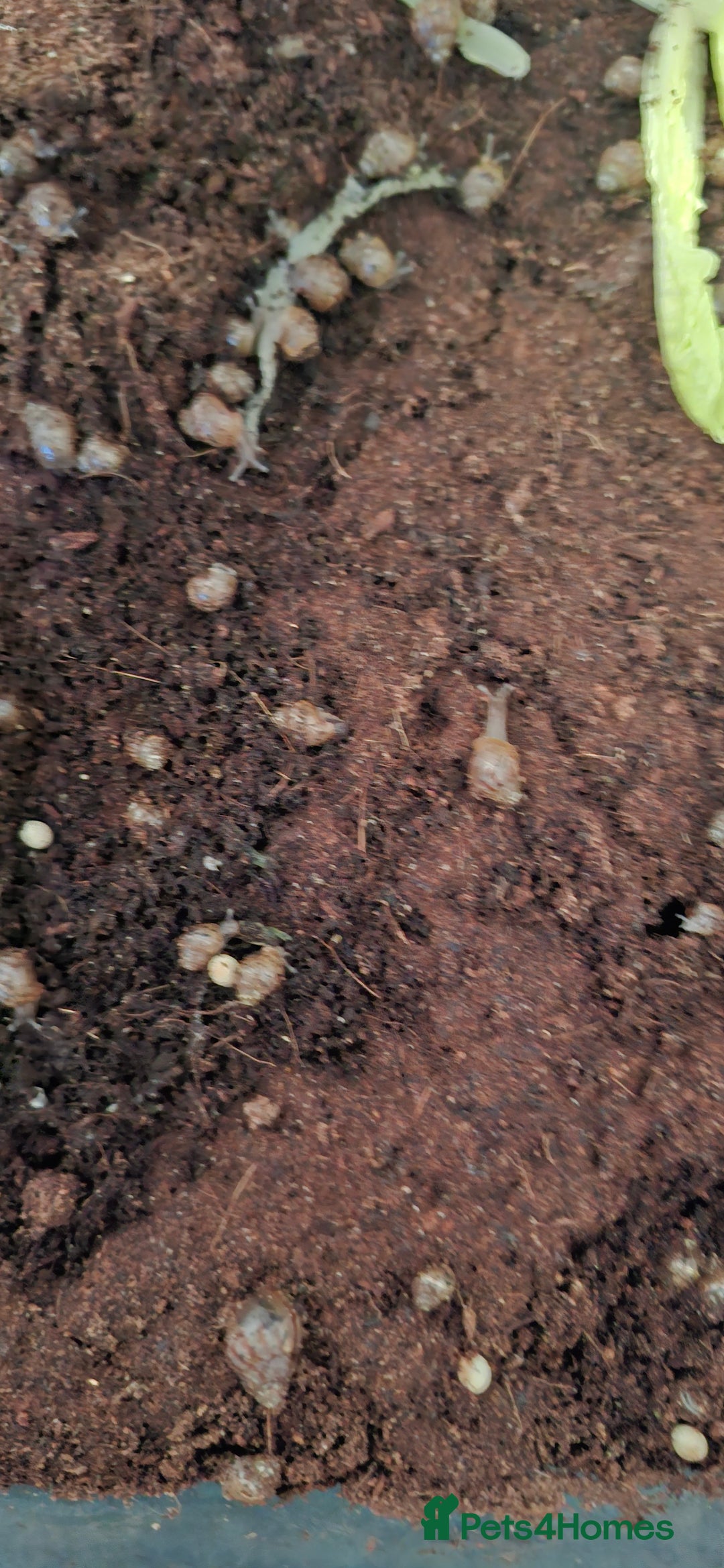 Snails invertebrates for sale: Giant african land snail babies - Image 2