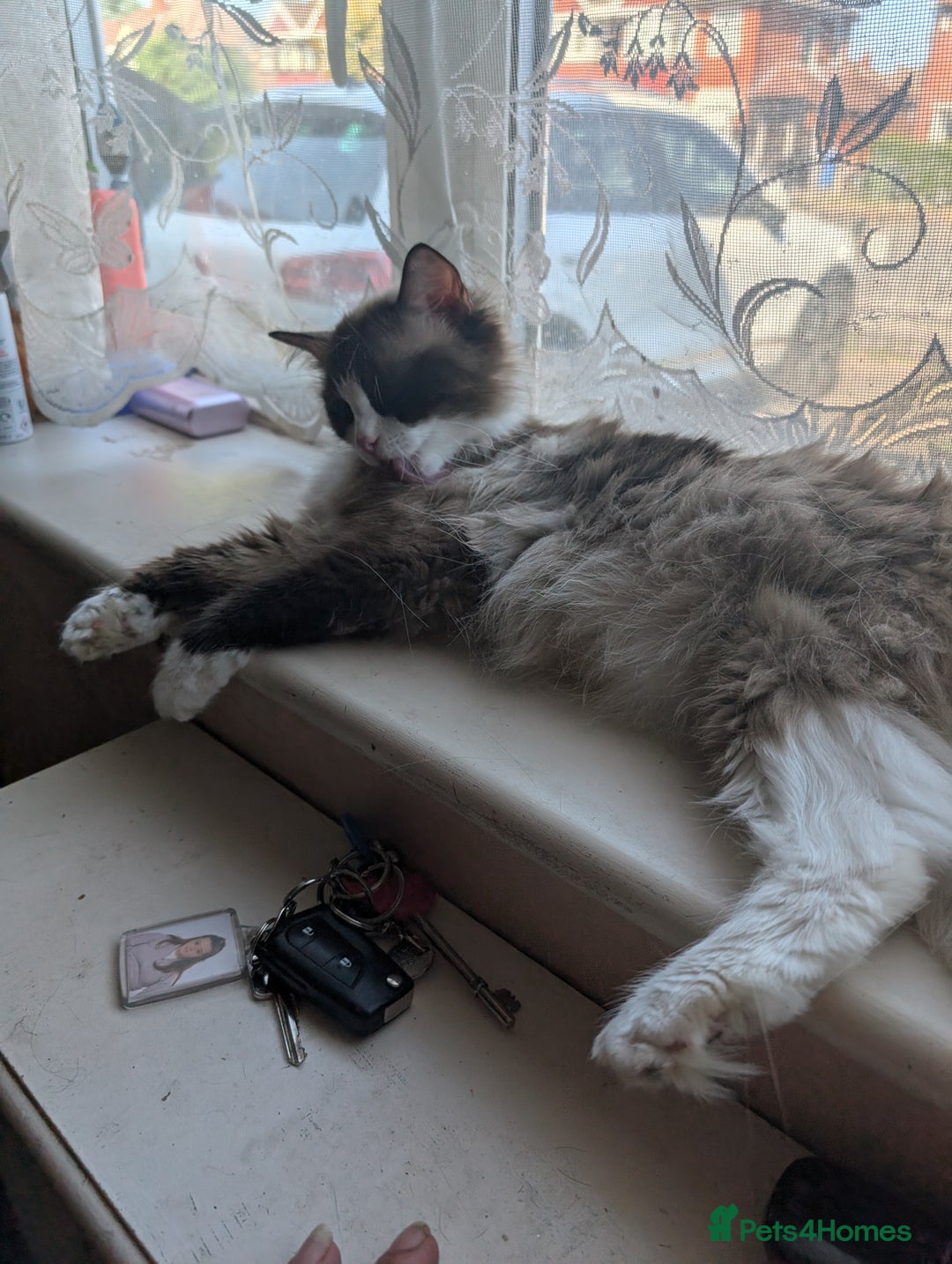 Ragdoll cats for sale: Beautiful Ragdoll Kittens  - Image 4