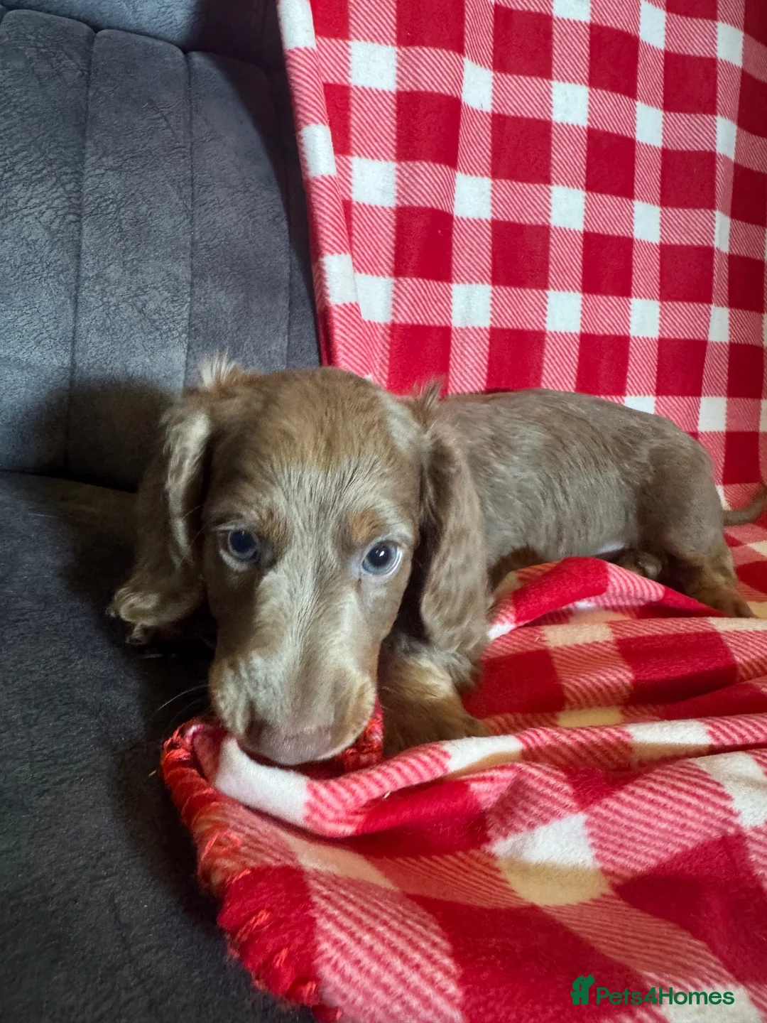 Miniature Dachshund dogs for sale: Minature long haired dachshund puppy  - Advert 1