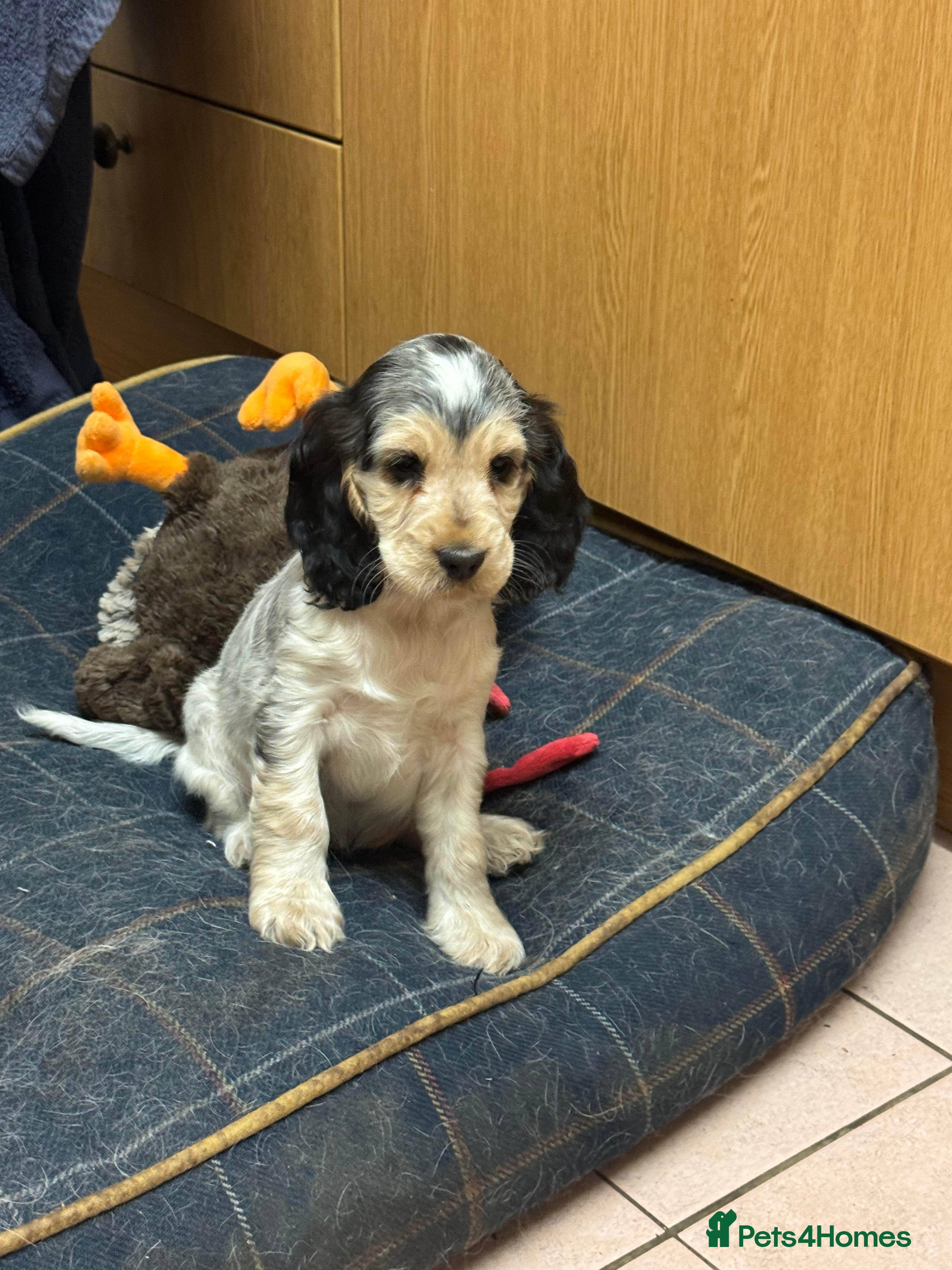 Cocker Spaniel dogs Stunning litter of show cockers - Advert 4