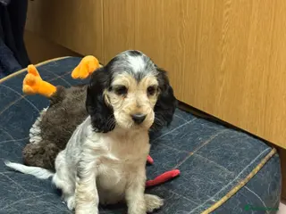 Cocker Spaniel dogs Stunning litter of show cockers - Advert 5