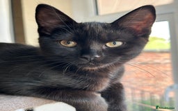 Mixed Breed cats for sale: Three lovely mixed breed kittens - Image 1