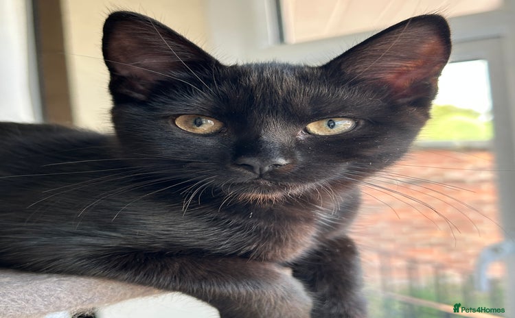 Mixed Breed cats - Advert 2