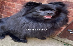 Pomeranian dogs for sale: 3 Pure XS Pomeranian, Boys Bear&Milo. Girl Ebony - Image 9