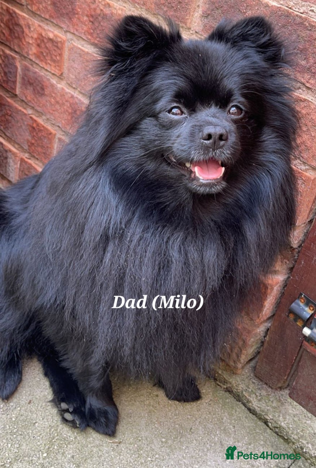 Pomeranian dogs for sale: 3 Pure XS Pomeranian, Boys Bear&Milo. Girl Ebony - Image 9