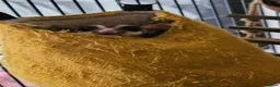 Sugar Glider rodents for sale: 2 bonded male sugar gliders. - Advert 4