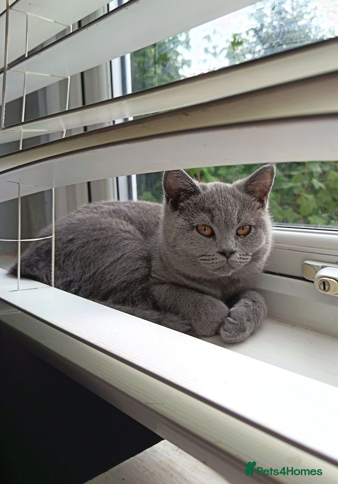 British Shorthair cats *Only 1 Beautiful Boy, GCCF Registered, Ready Now* - Advert 12