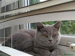 British Shorthair cats *Only 1 Beautiful Boy, GCCF Registered, Ready Now* - Advert 12