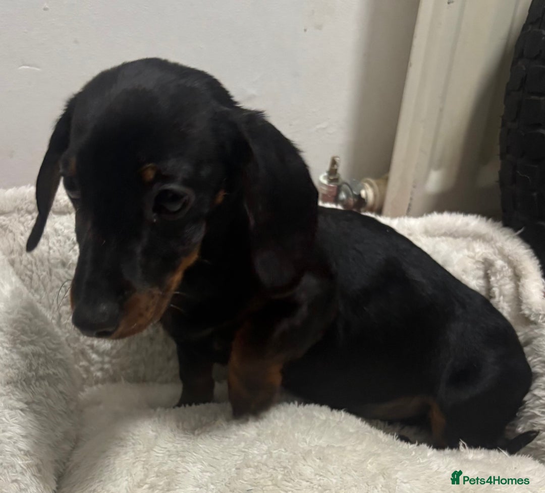 Dachshund dogs for sale: kc black and tan girl  - Image 3