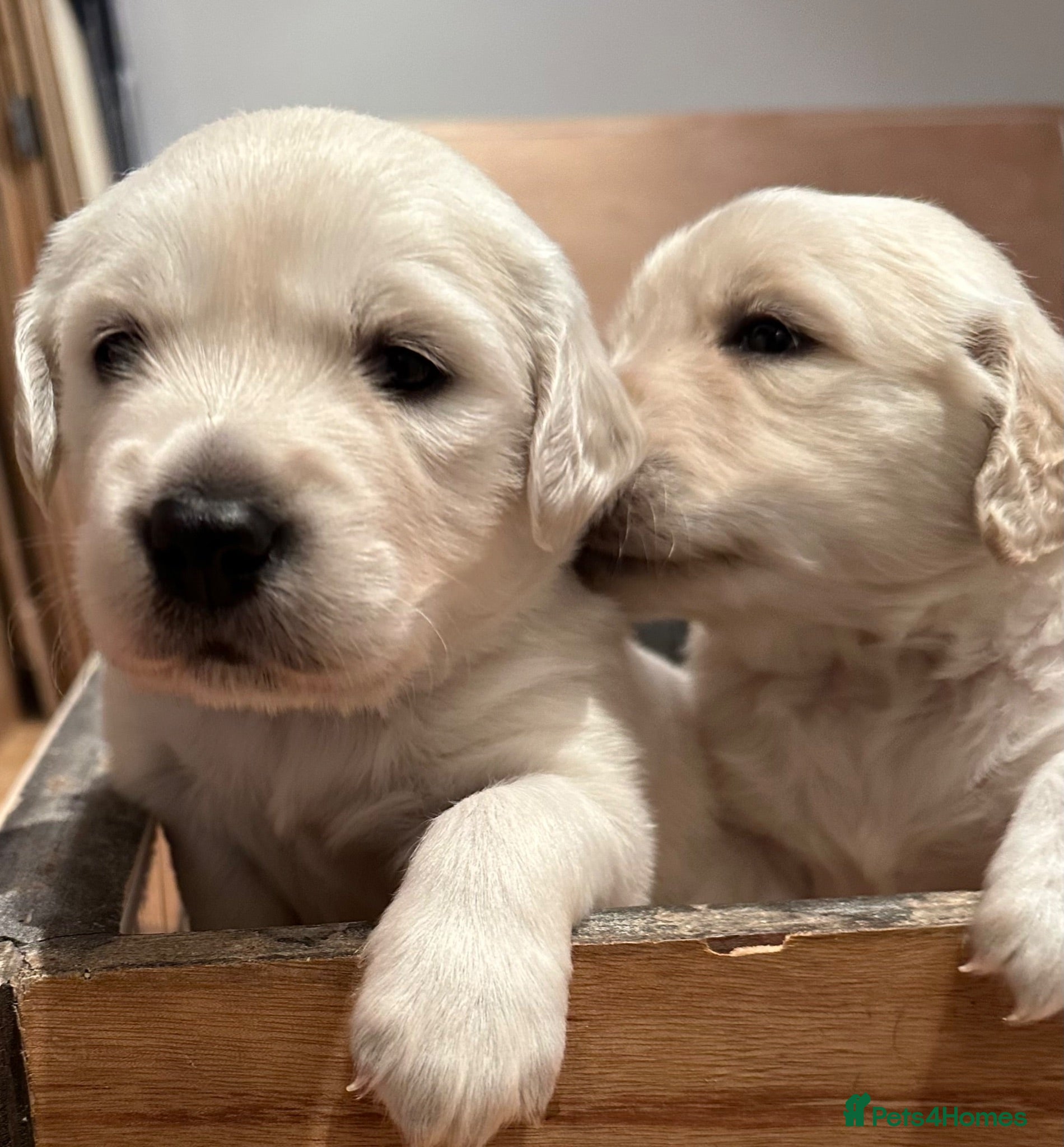Golden Retriever dogs Golden retriever puppies looking for loving homes  - Advert 7