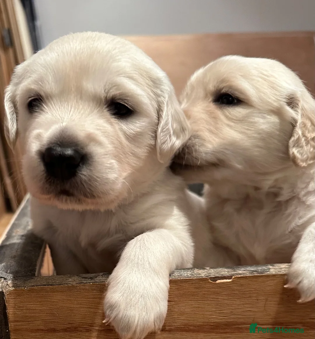 Golden Retriever dogs for sale: Golden retriever puppies looking for loving homes  - Advert 1