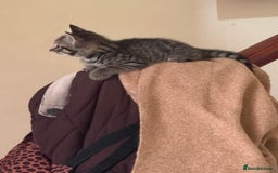 Domestic Shorthair cats for sale: Tabby x domestic short hair  - Image 10