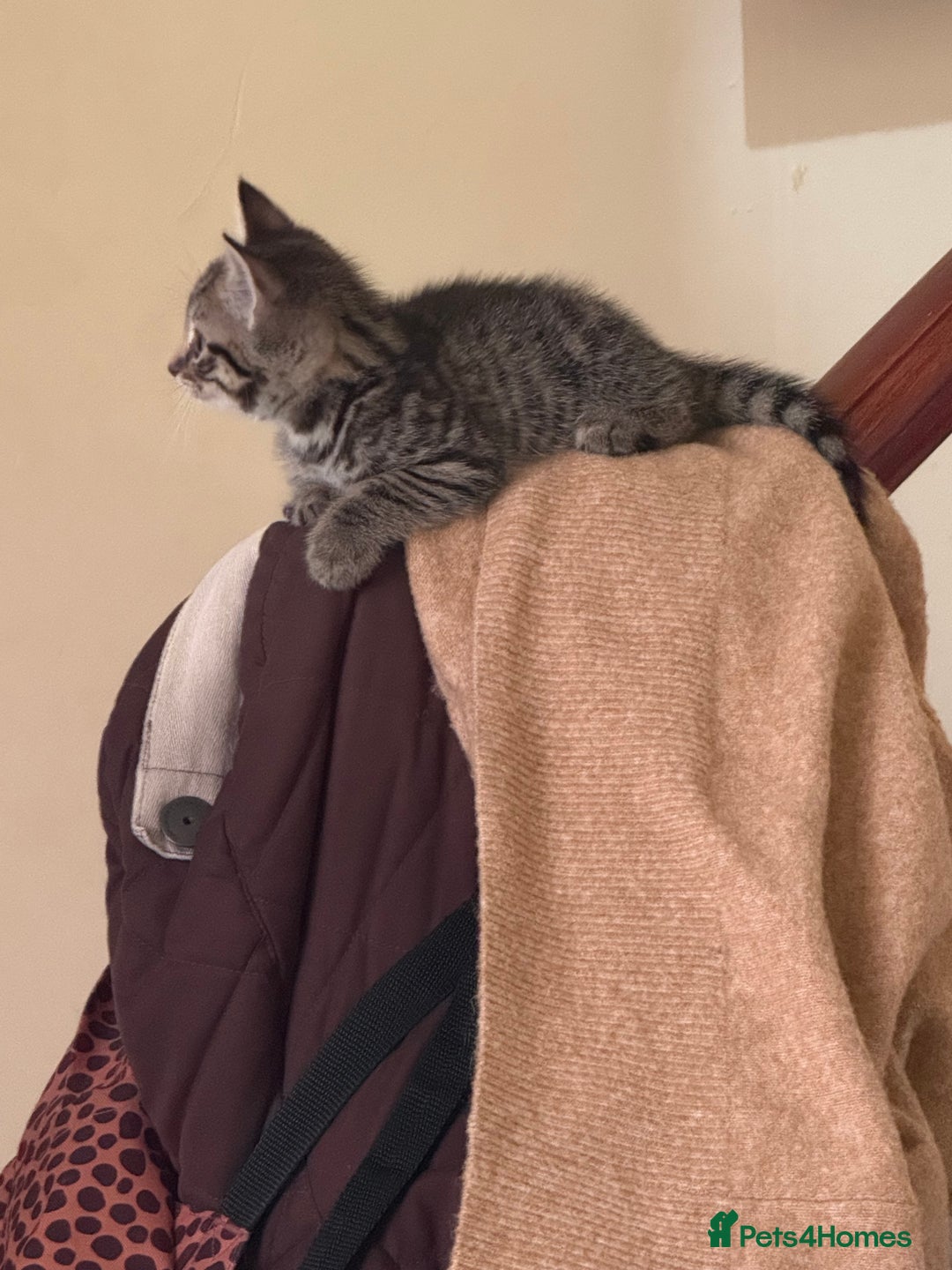 Domestic Shorthair cats for sale: Tabby x domestic short hair  - Image 10