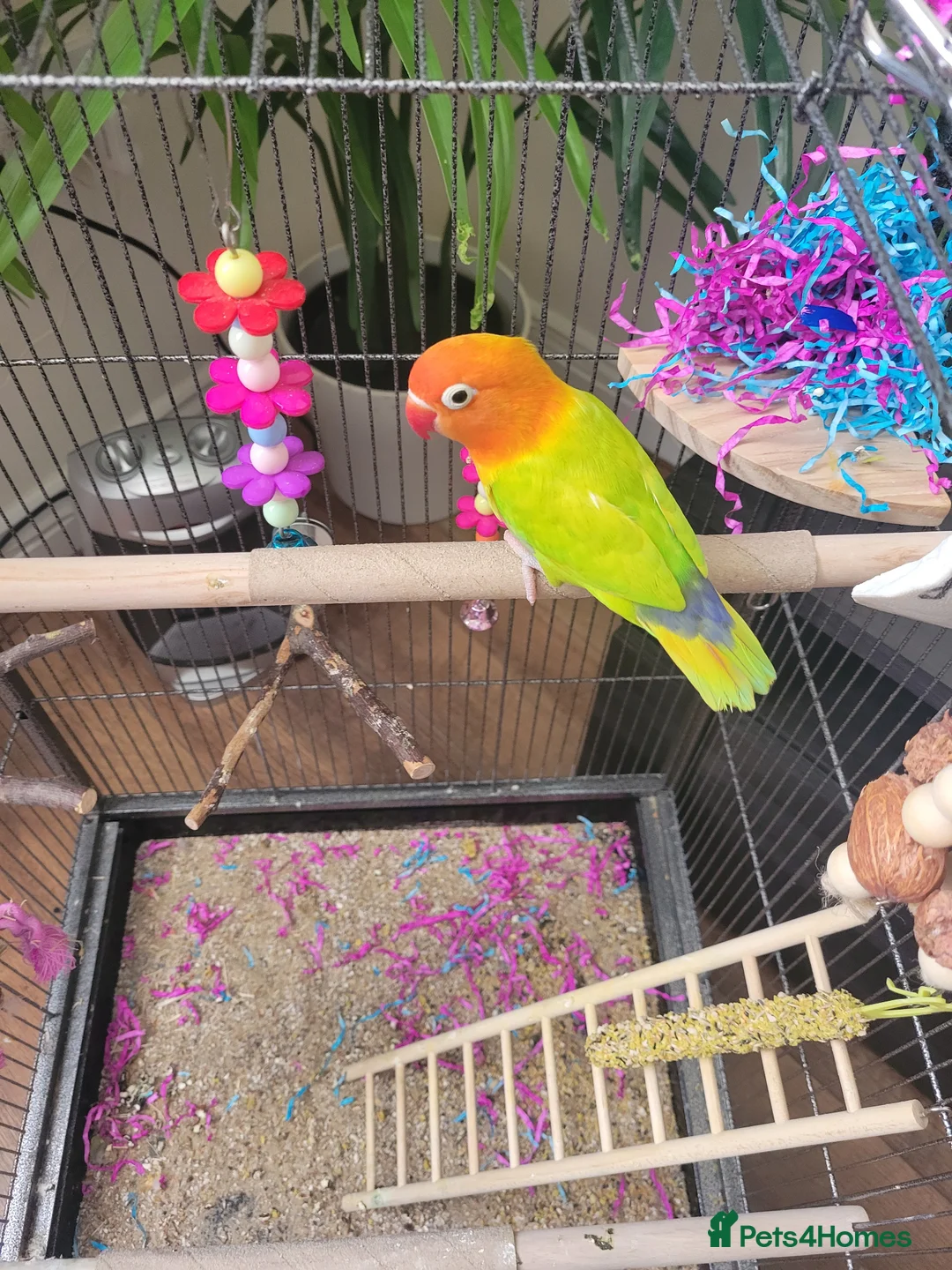 Lovebirds birds for sale: Lovebird and cage  in Burnley - Advert 3