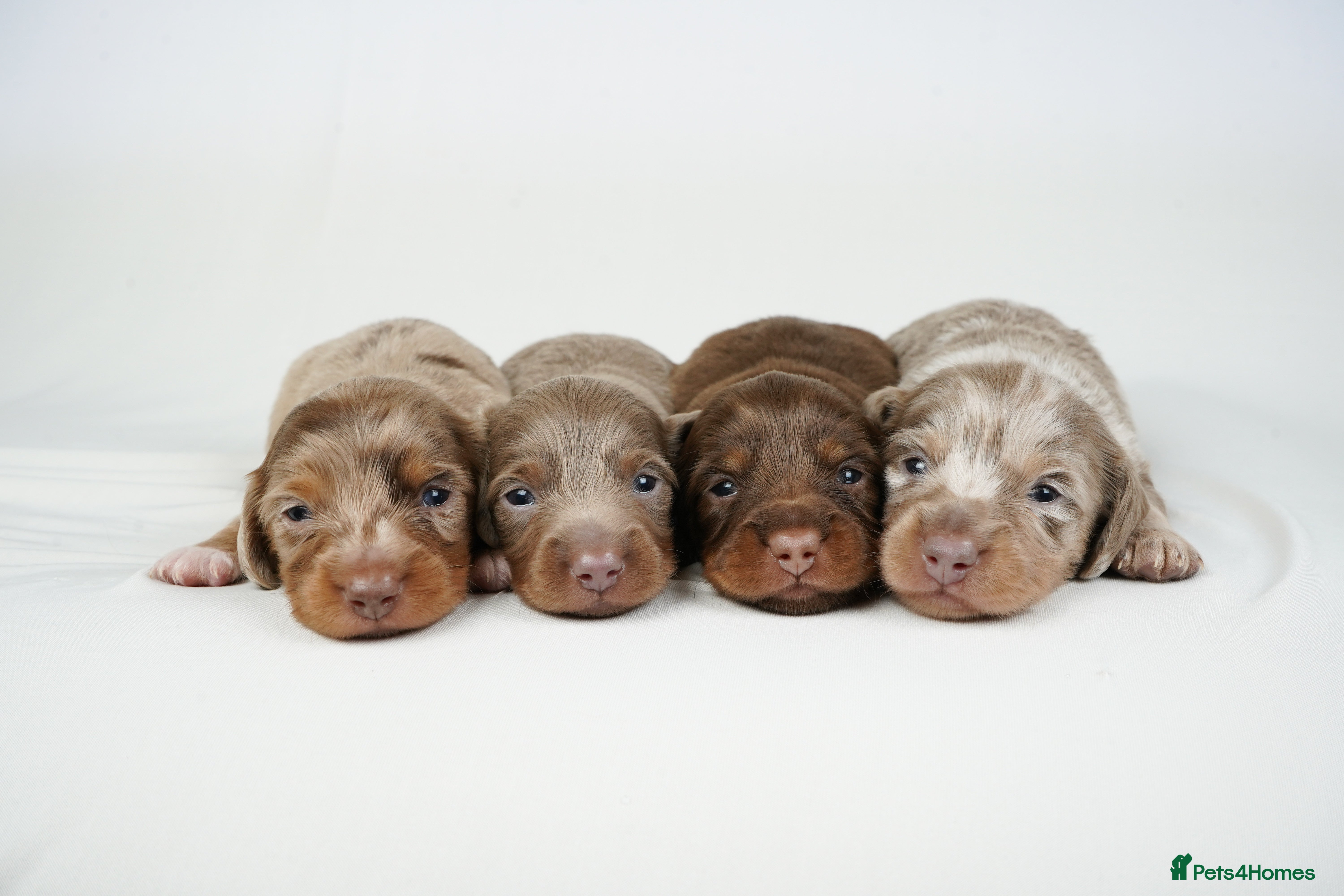 Miniature Dachshund dogs KC REGISTERED MINIATURE DACHSHUND PUPPIES - Advert 16