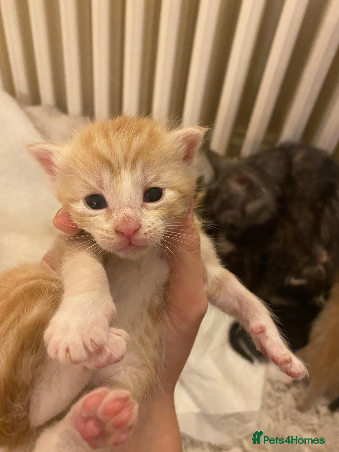 Maine Coon cats for sale: Maine Coon Cross kittens - Advert 2