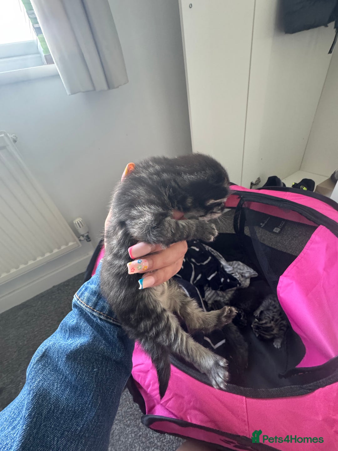 Mixed Breed cats for sale: 3 kittens for sale - Image 9