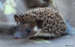 Pygmy Hedgehog rodents for sale: African Pygmy Hedgehog Hoglets  - Image 11