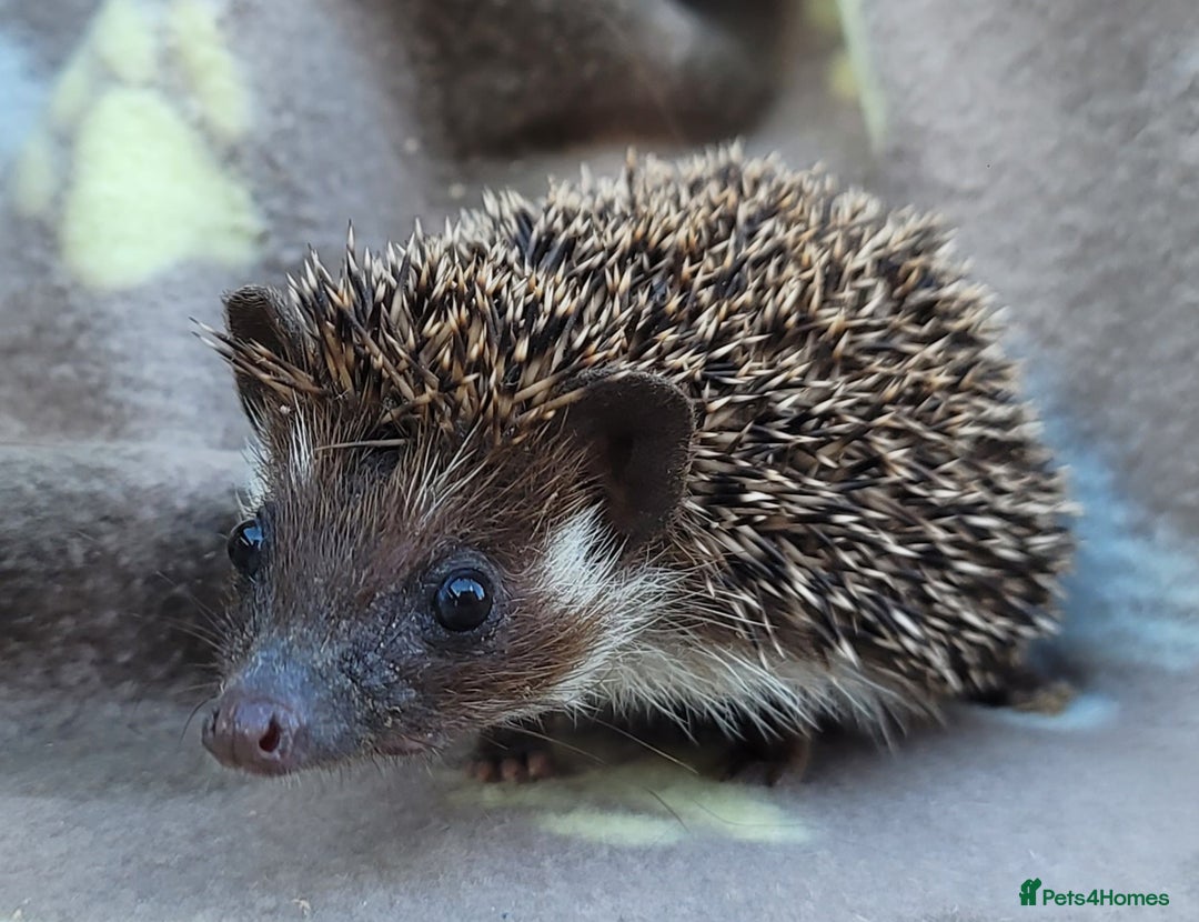 Pygmy Hedgehog rodents for sale: African Pygmy Hedgehog Hoglets  - Image 11