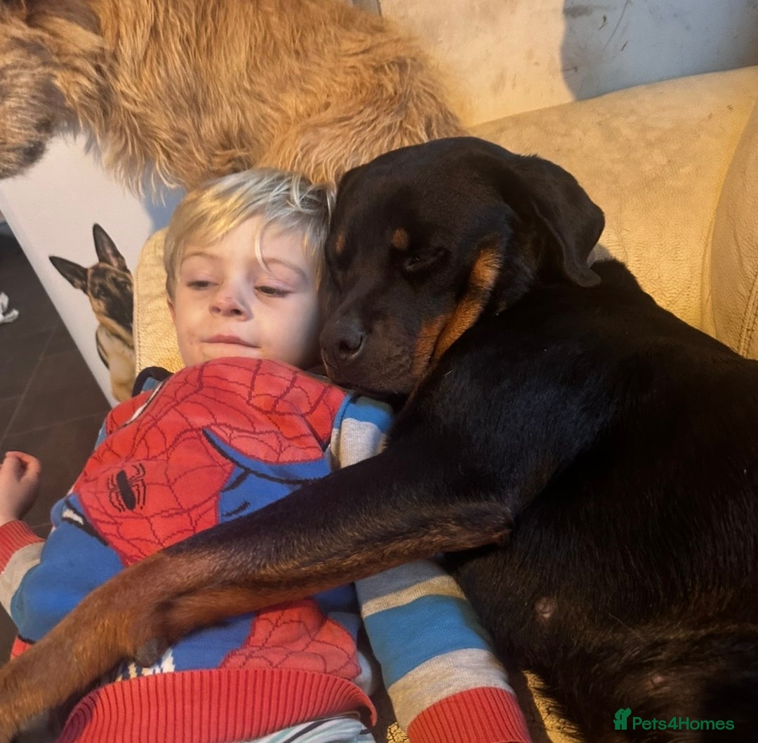 Rottweiler dogs for sale: Female Rottweiler - Advert 3