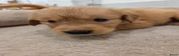 Golden Retriever dogs for sale: KC Fully health tested ONE BOY LEFT 🐾 - Advert 9