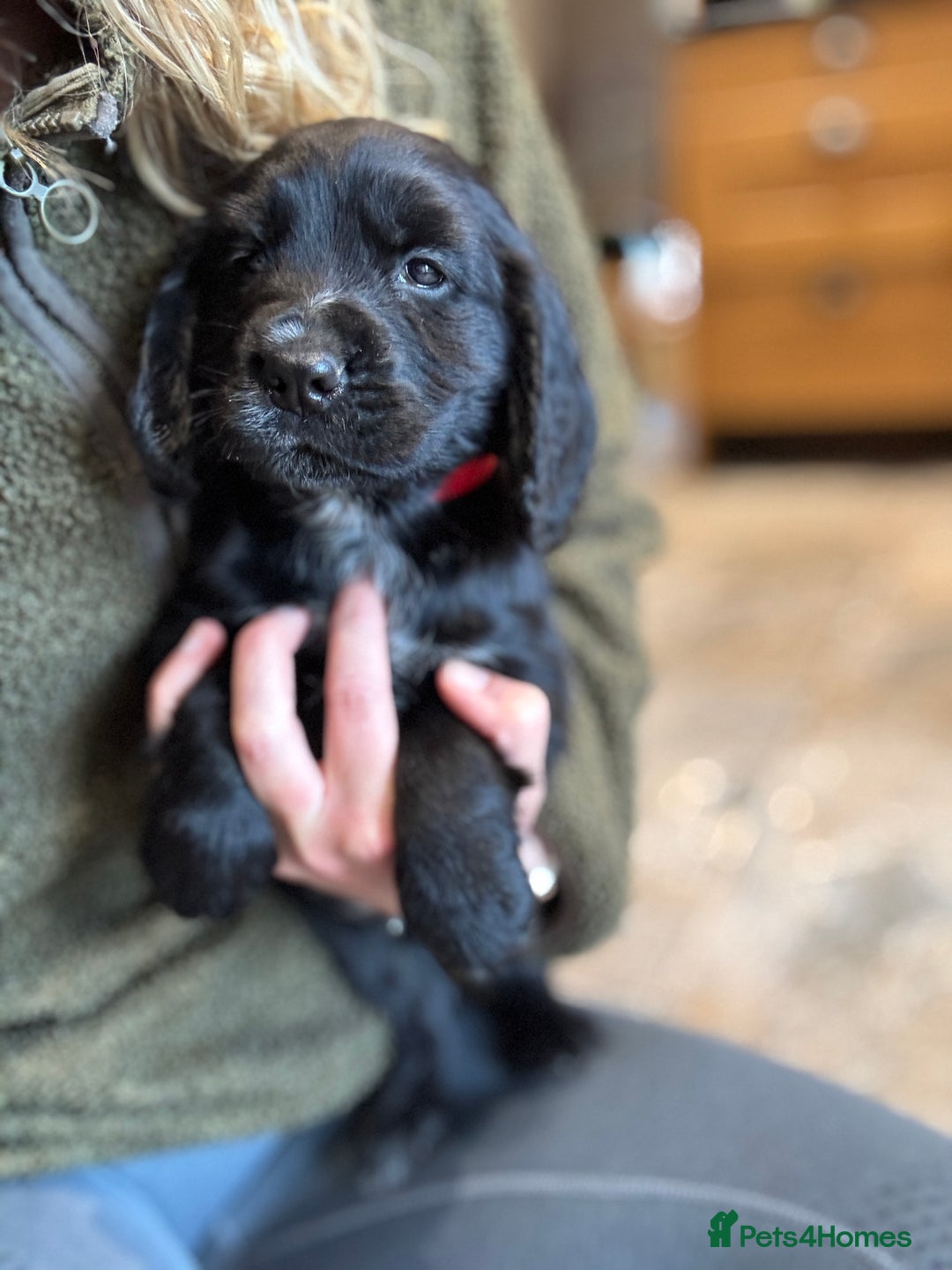Cocker Spaniel dogs for sale: Gorgeous KC Cockers with blue roan features - Image 15