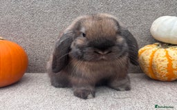 Dwarf Lop rabbits for sale: Dwarf Lop Baby Rabbits - Image 4