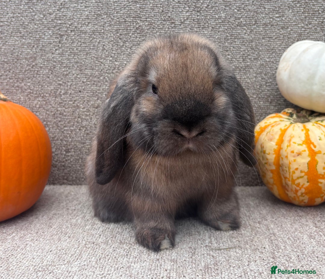 Dwarf Lop rabbits for sale: Dwarf Lop Baby Rabbits - Image 4