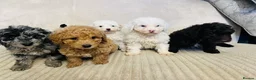 Cockapoo dogs for sale: Stunning f1b cockapoo puppys  - Advert 5