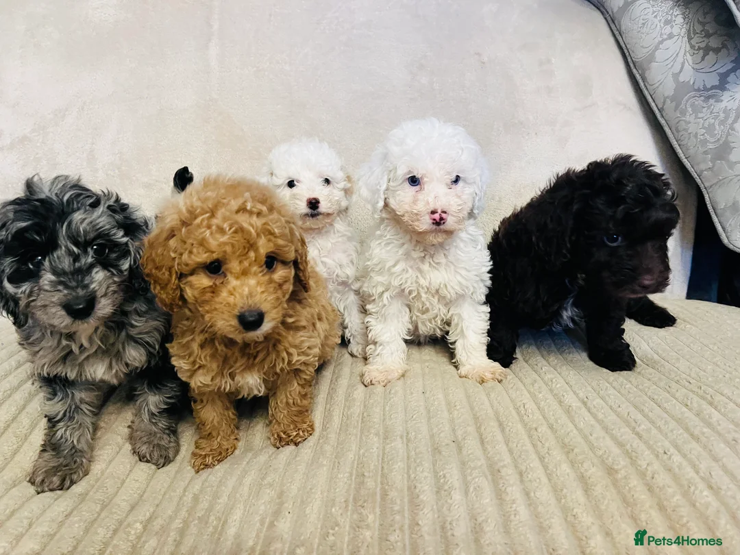 Cockapoo dogs for sale: Stunning f1b cockapoo puppys  - Advert 5