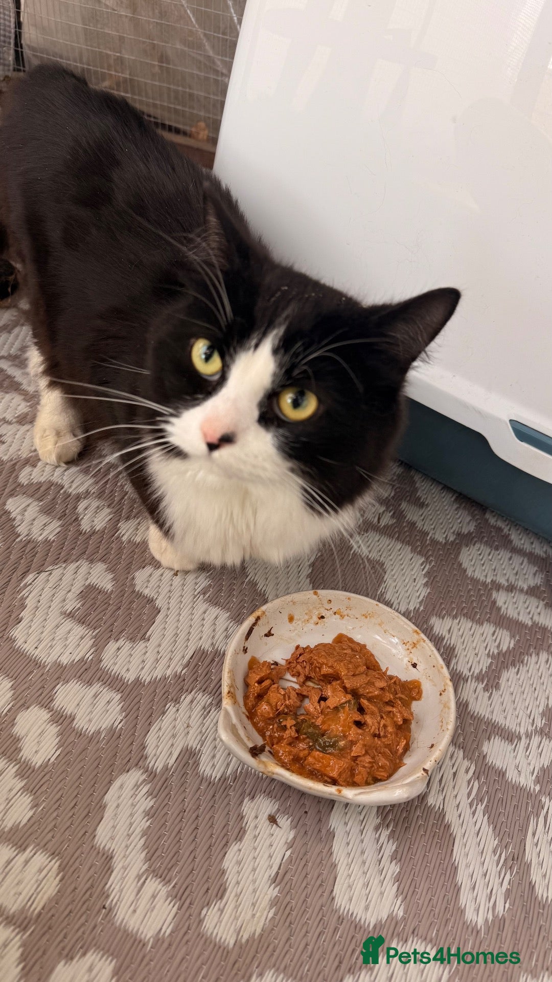 Domestic Shorthair cats for sale: For a loving home - Advert 10