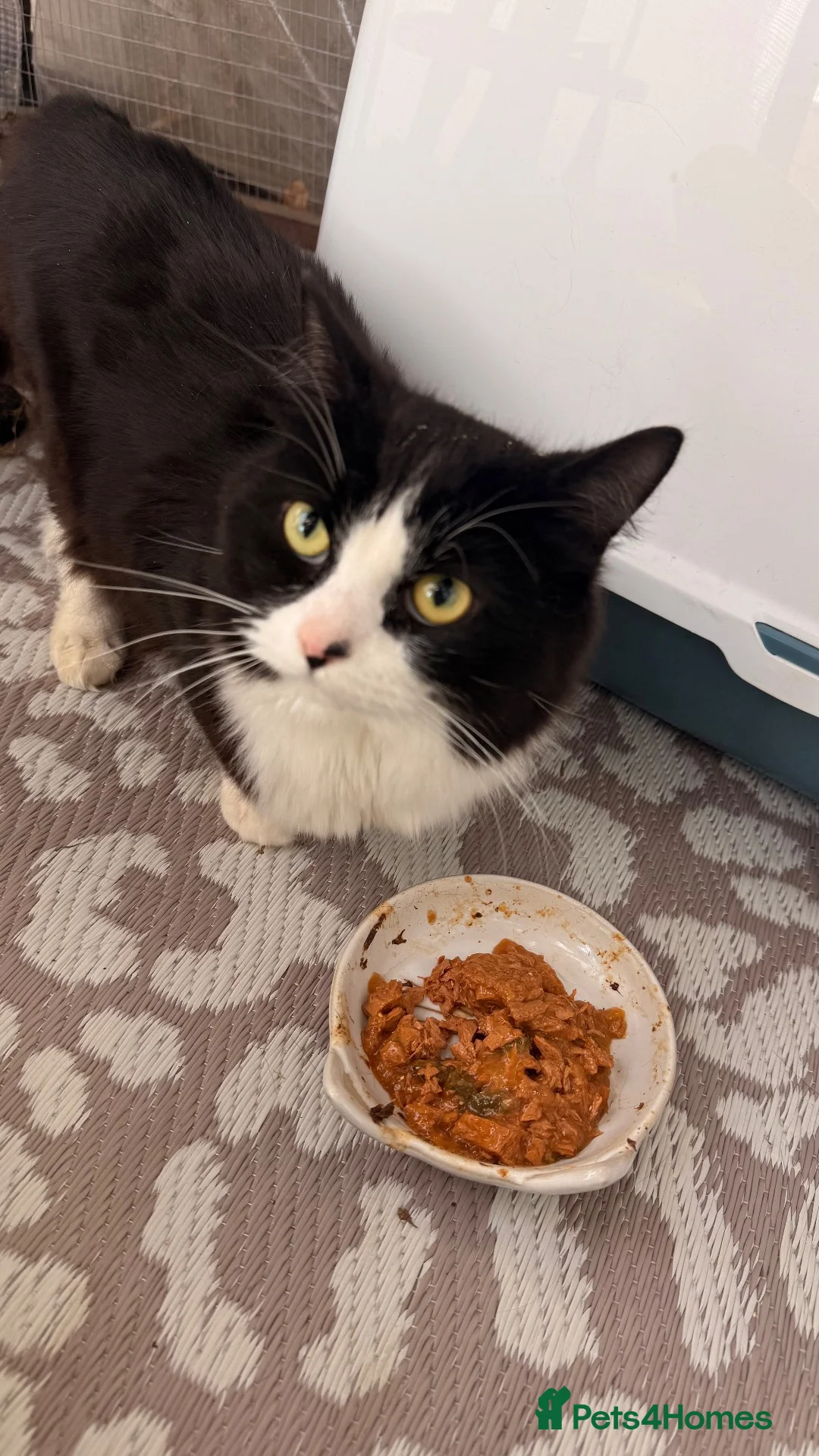 Domestic Shorthair cats for sale: For a loving home - Advert 1