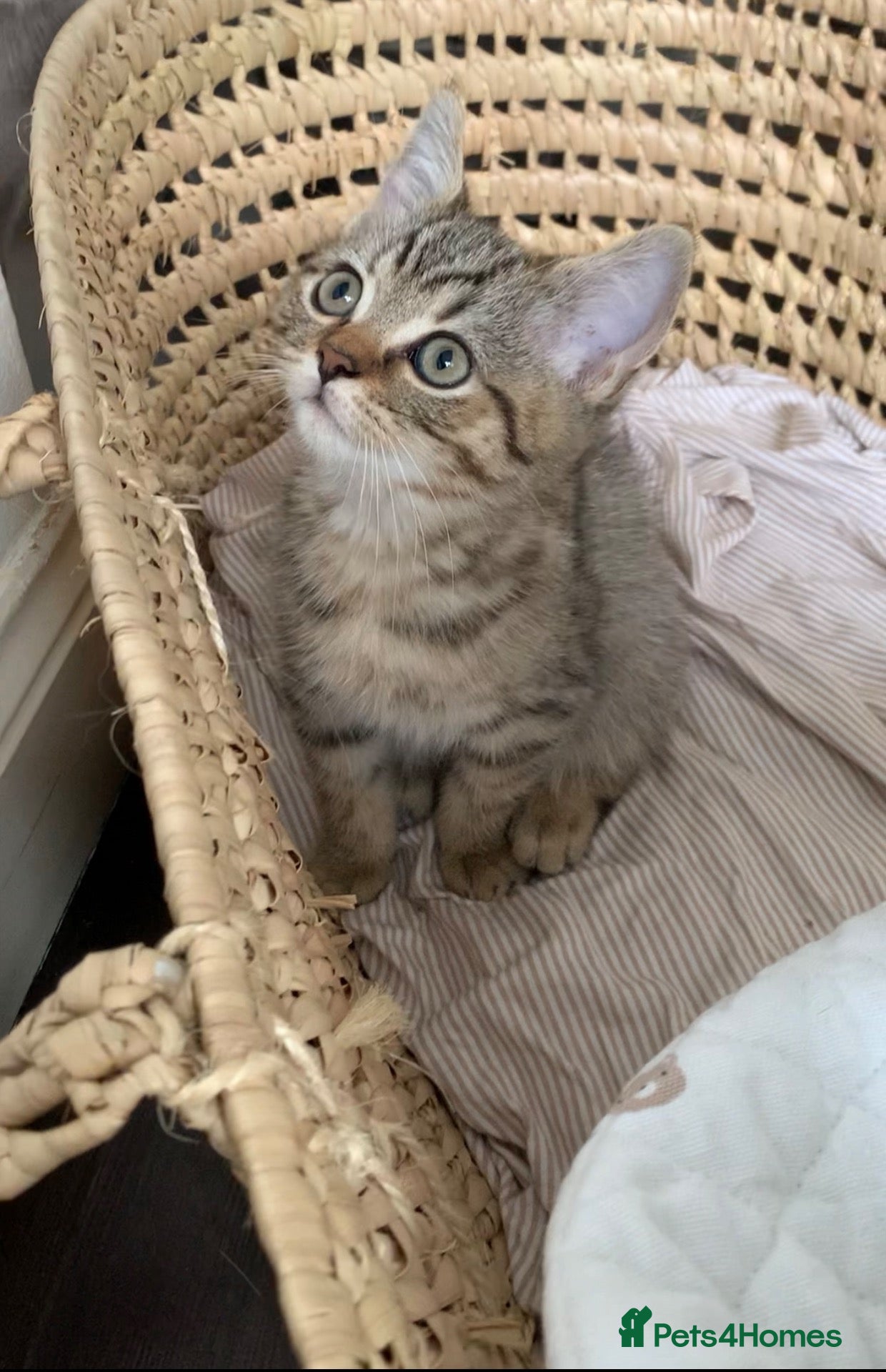 British Shorthair cats Beautiful British Shorthair Babies 🤍 - Advert 1