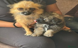 Mixed Breed dogs for sale: Beautiful small fluffy little boy - Image 2