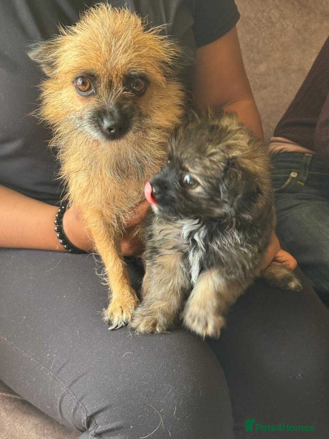 Mixed Breed dogs for sale: Beautiful small fluffy little boy - Image 2