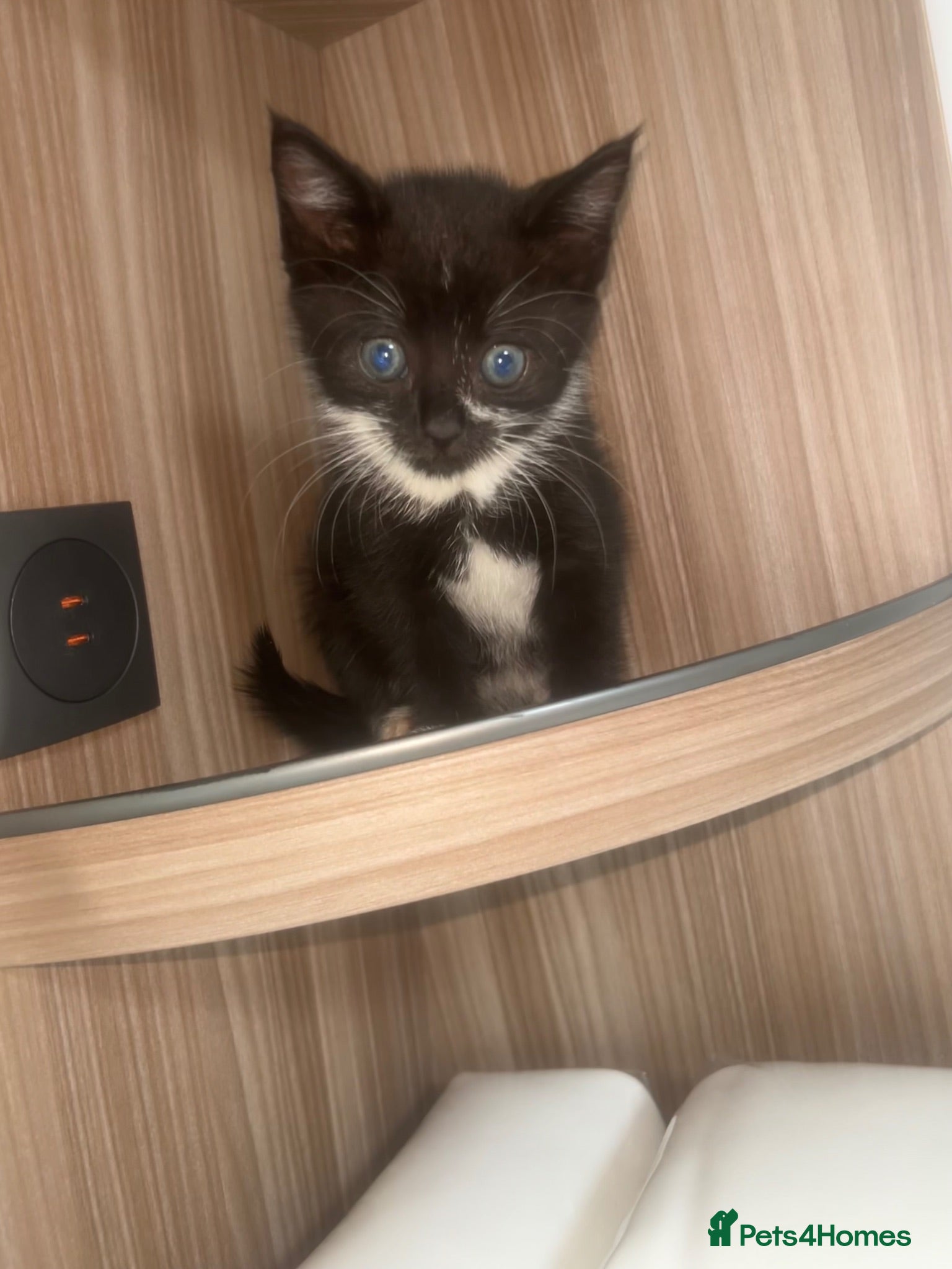 Mixed Breed cats Kittens ready to leave  - Advert 3