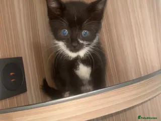 Mixed Breed cats Kittens ready to leave - Advert 3