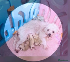 Maltipoo dogs - Advert 13