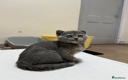 British Shorthair cats for sale: British shorthair kittens  - Image 6