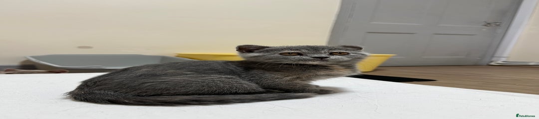 British Shorthair Kitten 5